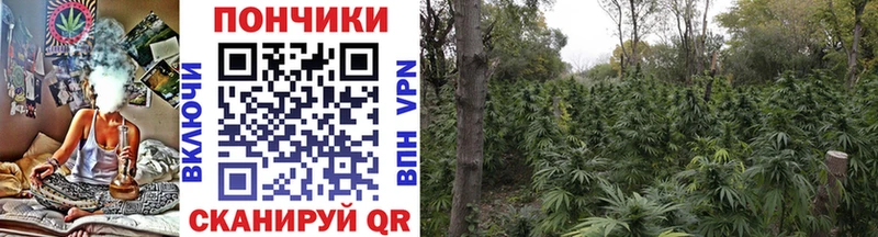 Каннабис Amnesia  Калининец 